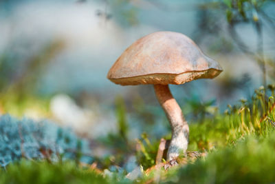 Close-up of mushroom growing on land