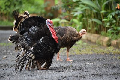 Turkey on a land