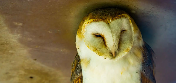 Close-up portrait of an animal