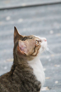 Close-up of a cat looking away