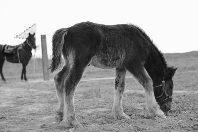 Horse grazing on field