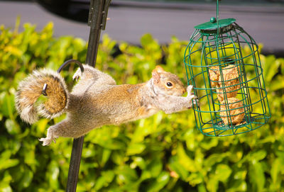 Close-up of squirrel