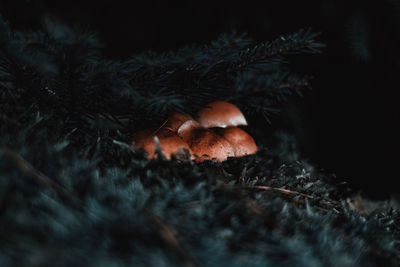 Close-up of mushrooms growing on field