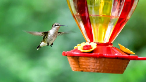 Hummingbird at the bird feeder