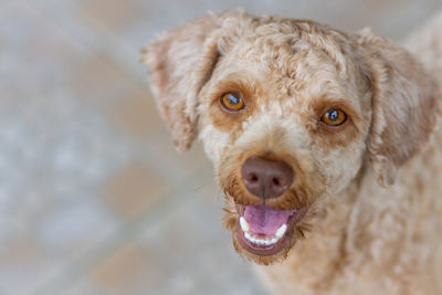 High angle portrait of dog sticking out tongue outdoors