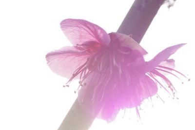 Close-up of pink flower against white background