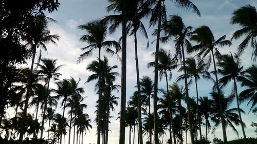 Low angle view of palm trees against sky