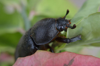 Close-up of black insect