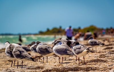 Flock of birds against clear sky