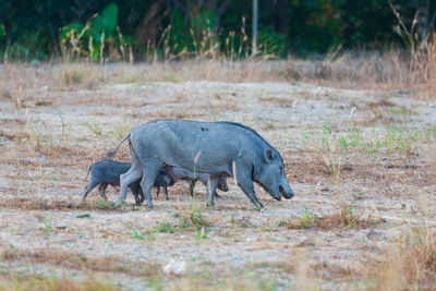 Wild pigs in the city of phuket