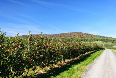 Scenic view of agricultural field against clear blue sky