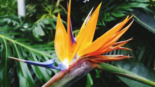 Close-up of flower blooming outdoors