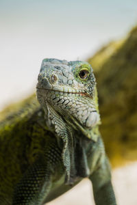 Close-up of a lizard