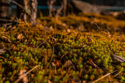 Close-up of dry leaves on field