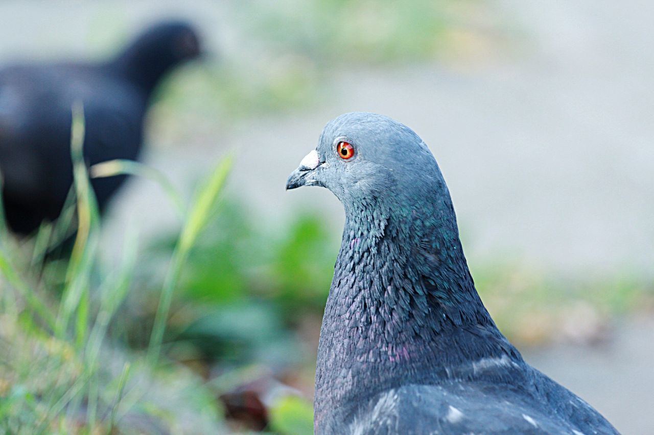 animal themes, one animal, bird, animals in the wild, focus on foreground, wildlife, field, close-up, grass, beak, nature, selective focus, day, outdoors, animal head, black color, red, animal body part, side view, no people