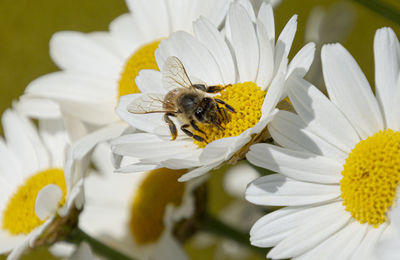 Bee pollinating on white flower