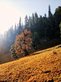 Tree in forest during autumn