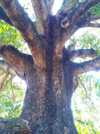 Low angle view of tree in forest