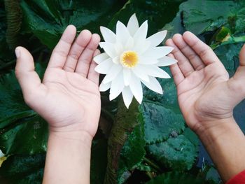 Close-up of hand holding lotus water lily