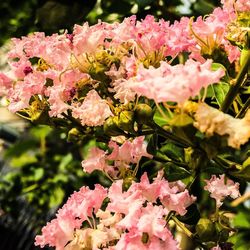 Close-up of pink flowers
