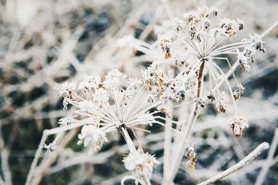 Close-up of snow on branch