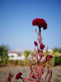 Close-up of red flowering plant against clear sky