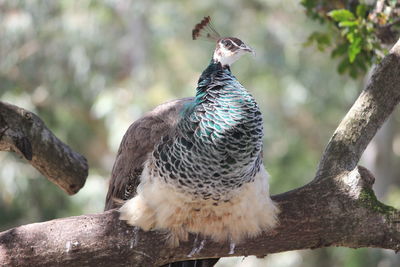 Close-up of bird perching on tree trunk