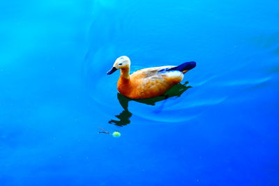 Duck swimming in lake