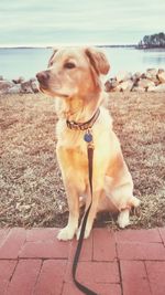 Close-up of dog sitting on shore