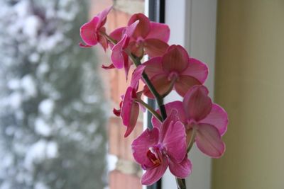 Close-up of pink flowers blooming outdoors