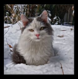 Close-up portrait of cat