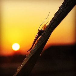 Scenic view of sunset