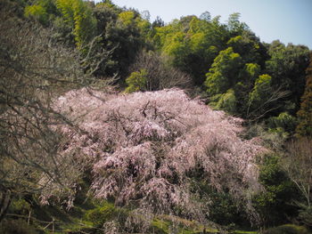 View of flowering trees in forest