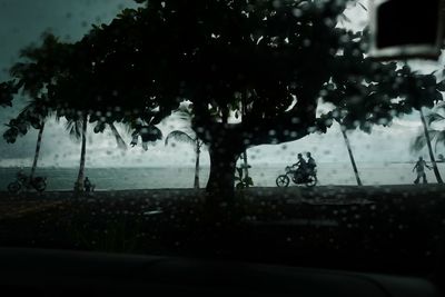 View of trees against sky