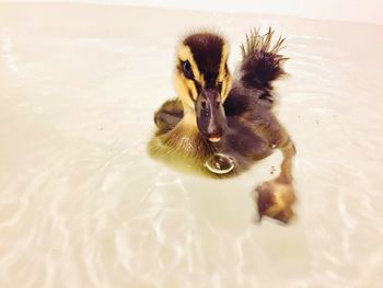 View of a bird swimming in lake