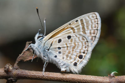 Close-up of butterfly perching on branch