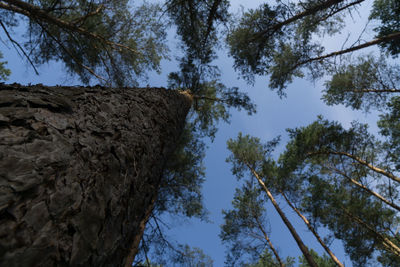 Low angle view of trees against clear blue sky