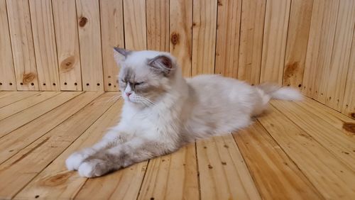 High angle view of a cat on wooden floor