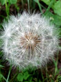 Close-up of dandelion