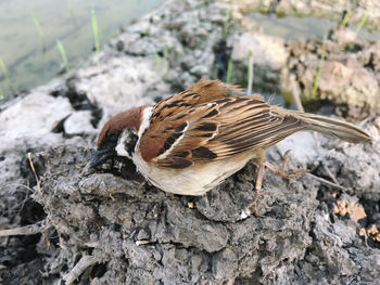 Close-up of dead bird on lump of soil.