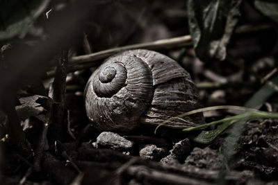 Close-up of snail on land