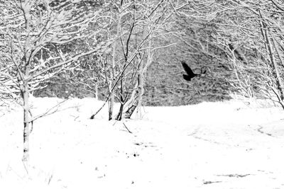 Bare trees in snow covered landscape