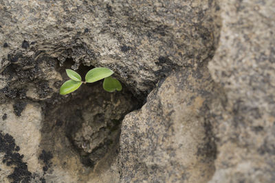 Close-up of small plant growing on rock