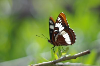 Close-up of butterfly perching on leaf