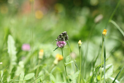 Close-up of butterfly pollinating on purple flower