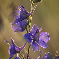 Close-up of purple flowering plant