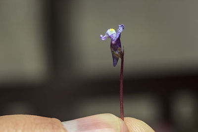 Close-up of hand holding purple flowering plant