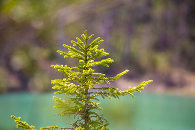 A beautiful spring scenery at the small lake with turquoise blue water.