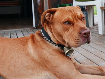 Close-up portrait of a dog looking away