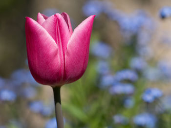 Close-up of pink rose flower